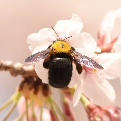 ぶんぶんさんのプロフィール画像