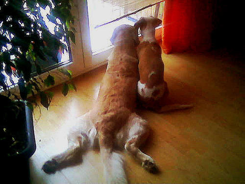 awgetlucky1's profile picture. Ich schütze Tiere, weil es sooo viele Idioten gibt, die sie quälen! Gegen AfD! No Nazis! Mitglied der Partei Mensch Umwelt Tierschutz kurz Tierschutzpartei