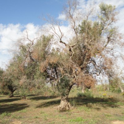 Plataforma Temática Interdisciplinar del CSIC sobre Xylella fastidiosa