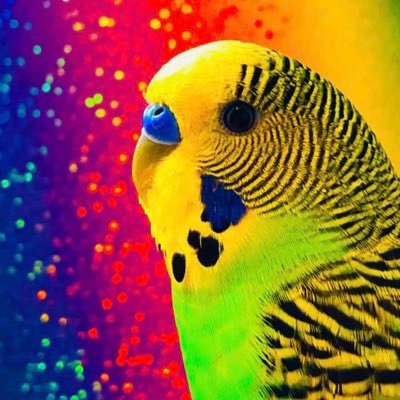 ⭐️Official Twitter Account ✨The Disco Birdee’s✨ Parakeets and Parrots with Talent 🏆 SkateBirding Budgies 👑•Flighted feathers 💫❤️ INSTAGRAM Itsdiscothebudgie