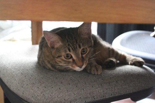 tokiserver's profile picture. I'm php programmer since 2002.I live in tokyo.but I wanna go to english speaking country and work there.tell me some job info.