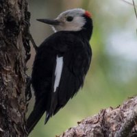 Shelly Culbertson (@shellycul) 's Twitter Profile