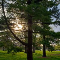 Shireen Al-Adeimi (@shireenaladeimi) 's Twitter Profile