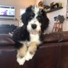 SDBernedoodles's profile picture. Scarlet, Willow, Lucy, Stella,  Haven, Buckeye, & Rosie