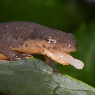 Amphibians are dying and so are we.
Vaccinated. #KamalaHarris2024
#FreePeopleReadFreely
#StopProject2025 #NoDemUnder1k
Trump is Hitler
One team, one fight!!!