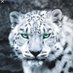 Snow Leopard (@SpottySnowLeo) Twitter profile photo