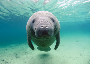Tweets mainly about endangered species, environmental issues, photography, music and manatees....