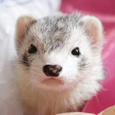 The ferret club for the Greater Los Angeles area. #CaliforniaFerrets IG: AngelCityFerret