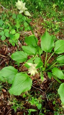 里山散策が好きです。気がつけば道端の花の写真を撮っています(^_^)