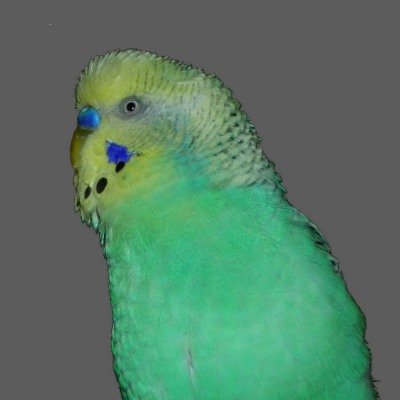 Sittiche.deさんのプロフィール画像