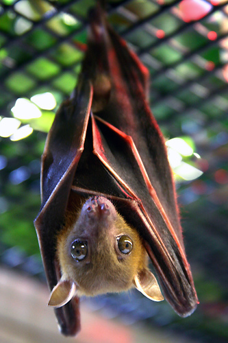 Bat_Facts's profile picture. 1 fact a day, in support of these lovely creatures. Please help the conservation of bats!