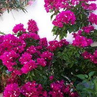 MUZEYEN AKYILDIZ (@akyildizmuzeyen) 's Twitter Profile Photo