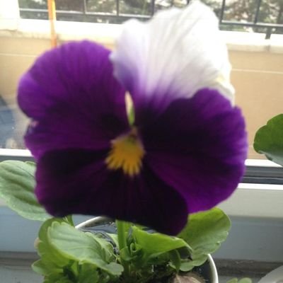 mistik_ayik's profile picture. 