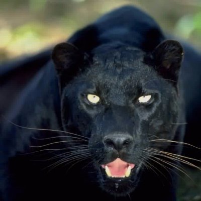 CristalPanther Profile Picture