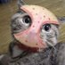Sal (@little_giaocat) Twitter profile photo Sal (@little_giaocat) Twitter profile photo