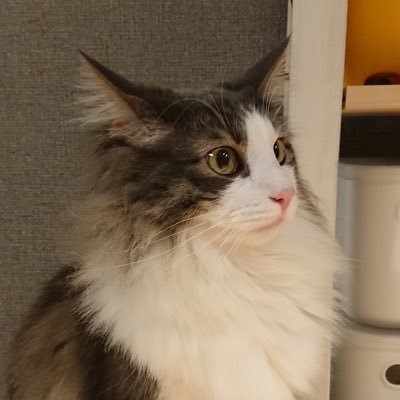 干し椎茸さんのプロフィール画像
