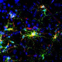 Gan Lab (@liganlab) 's Twitter Profile