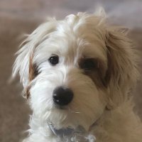 Sir 🐶liver Da Doodle(@OliverDaDoodle) 's Twitter Profile Photo