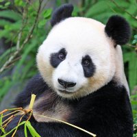 The Inappropriate Panda (it/that)(@InappPanda) 's Twitter Profile Photo