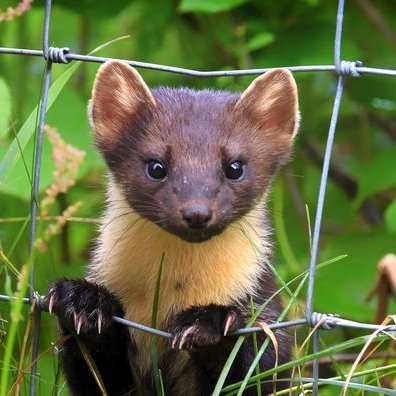 Hi, I am Marty. I live in the Caladonian Forest and I have set up this twitter feed to keep you updated with what is happening in Chauffeur Drive Systems Wood.