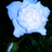 bluerose_love's profile image