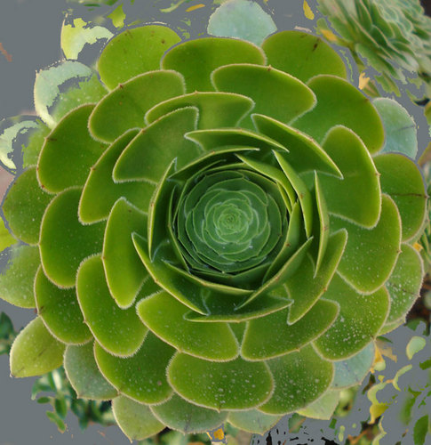 lalomaviva's profile picture. 🌵Think like a Forest 🌳 An experimental project creating a regenerative habitat using Permaculture and #SyntropicFarming  🌍