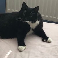 Miksu (@mindoge) 's Twitter Profile
