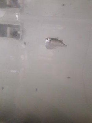 lascintafff's profile picture. 