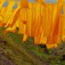 Steve Messam (@rougeit) Twitter profile photo Steve Messam (@rougeit) Twitter profile photo