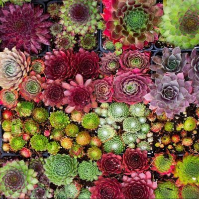I sell good quality Sedums/Sempervivums at discounted prices,Plants are hardy and will provide colour all year round.
