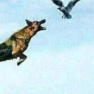 dafle5's profile picture. Nothing comes from doing nothing.