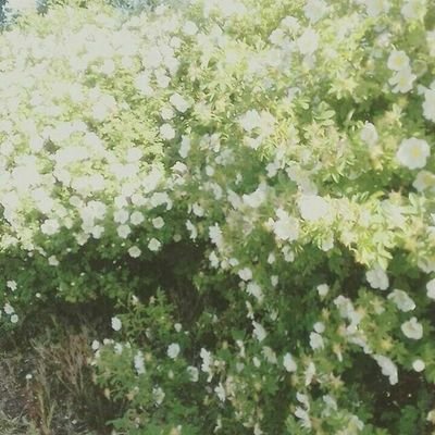 TheBandFrescoes's profile picture. 