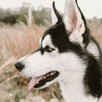 generationsix's profile picture. 