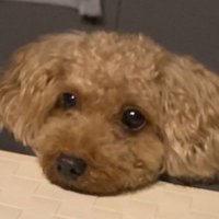 비busy지 (@flashlightxch29) 's Twitter Profile