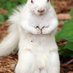 White Squirrel (@_White_Squirrel) Twitter profile photo