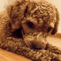 CKM151 (@ckm151xx) 's Twitter Profile