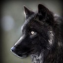 Carter Black - @DarkWolfCarter - Twitter