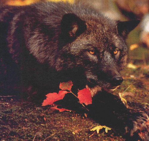 MeiTow's profile picture. A stay-at-home mom with no life.