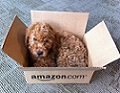 Born in August 2010 at Seattle Labradoodles. I live in Seattle and work at Amazon.com in South Lake Union. When I'm not at work, I hang out on Capitol Hill.