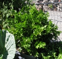 #Organic #Garden Kit quickly establishes biologically active nutrient dense soils for growing quality nutrient dense fruits and veggies that improve your health