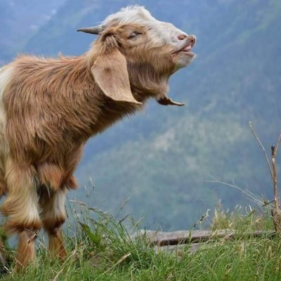 jhyaaureking's profile picture. नाम को बारेमा बडि नसोच्नुस म हरेक काम नचाई💃नचाई💃 गर्छु क्या😄😍😉😆FoLLO GaRnUs 200% FoLLO BacK GarXu