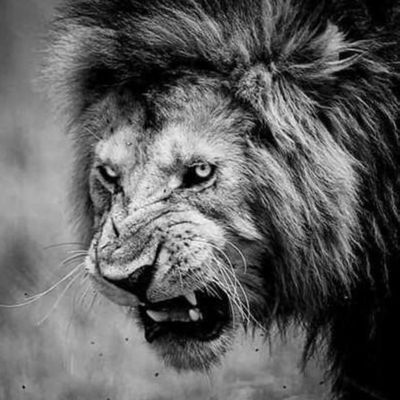 LowAdv's profile picture. 