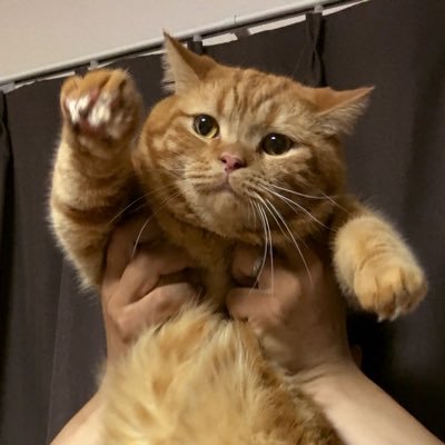 本を読むのが好きです。猫7𓃠たちと暮らしています。 好きなジャンルは、ミステリー(新本格など)、ホラーです。本屋と美術館が好き𓅎本を読み、時々ゲームをやり、アニメを見て、漫画を読んで、たまに怪談師のイベントにいくそんな日々。よろしくおねがいします𓂩