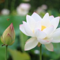 のの hiro (@opb5zu4epiqealg) 's Twitter Profile Photo