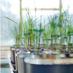 Plant Productivity Group at the University of Essex. #photosynthesis #stomata #plantstress #crops