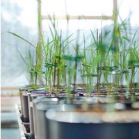 PlantEssex (@plantessex) 's Twitter Profile