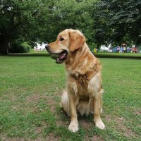 Willow the Golden Retriever 🐕(@Windermere417) 's Twitter Profile Photo