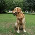 Willow the Golden Retriever 🐕 (@windermere417) Twitter profile photo Willow the Golden Retriever 🐕 (@windermere417) Twitter profile photo