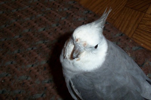 boogerthebird's profile picture. 