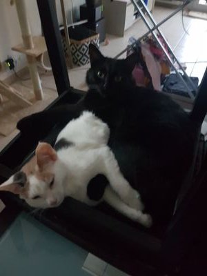 YumiEtNiya's profile picture. Chatonnes de partement. Grandes prédatrice de lacets et lastiques. Spécialistes de la sieste et de la détente